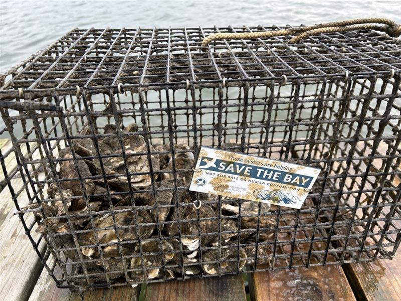 OESRM Oyster Gardening - The Maryland Transportation Authority's Office of Environment, Safety, and Risk Management participate in the Chesapeake Bay Foundation's Oyster Gardening Program. Photo shows an oyster cage deployed at the William Preston Memorial Bridge Maintenance Facility.